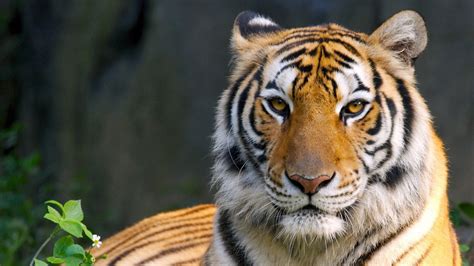 HD Bengal Tiger Background | PixelsTalk.Net