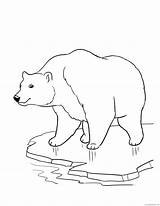 cute baby polar Bear coloring Pages Coloring4free  Coloring4Freecom sketch template