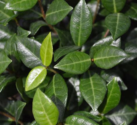 Asian Jasmine | Asiatic Jasmine | Calloway's Nursery