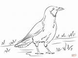 American Crow coloring page  Free Printable Coloring Pages sketch template