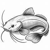 Realistic Catfish Coloring Page  4 Free Printable Pages sketch template