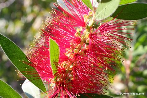 S.C.V. Photography Ideas: A Striking Red Bottlebrush...