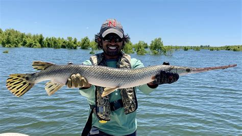 What’s a gar and why is it the big winner at the Minnesota Capitol ...