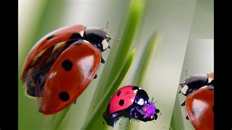 Coccinellidae & Predators: Lady Bird Beetles - YouTube