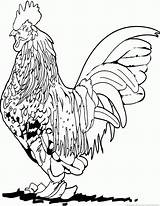 Rooster Coloring Pages To Print sketch template