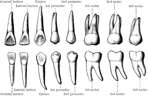 canine tooth clipart 10 free Cliparts | Download images on Clipground 2024