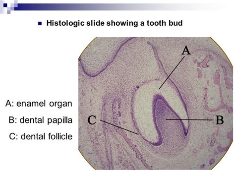 dental follicle – Liberal Dictionary