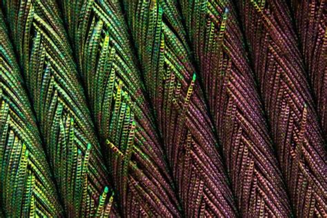 Incredible Macro Photography of Peacock Feathers by Can Tunçer