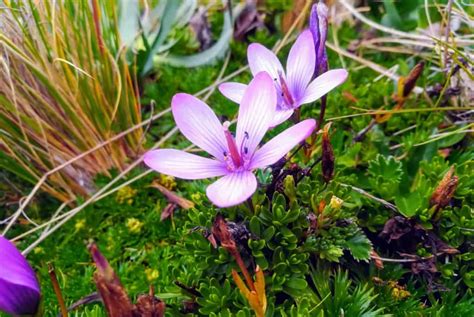 Andean Flowers - Shiripuno Amazon Lodge