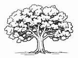 Oak Tree Coloring For Fun  Page sketch template