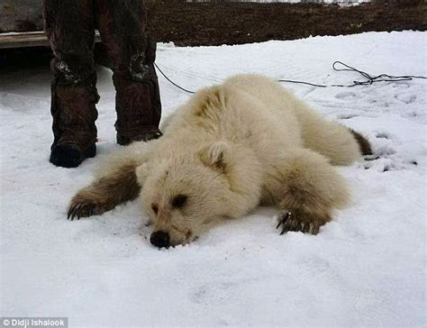 Sightings of Polar bear and grizzly bear hybrids may be over habitat shrinking | Daily Mail Online