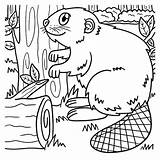 Beaver Coloring Pages sketch template