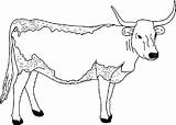 Free Printable Cow Coloring Pages For Kids sketch template