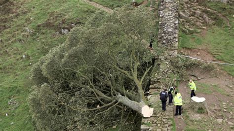 Vandalism? The famous 300-year-old “Robin Hood tree” was cut down in England | Travel news from DIP