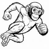 Action Chimpanzee Coloring Page  4 Free Printable Pages sketch template