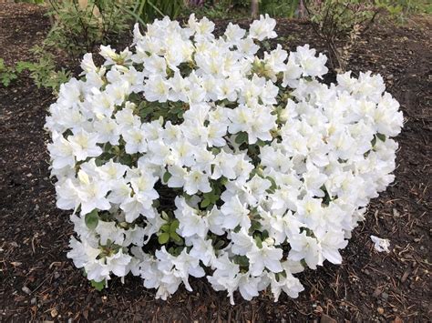 Japanese Azalea (Rhododendron 'Hino White Dwarf') in the Rhododendrons Database - Garden.org