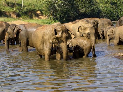 Elephant Bathing at the Orphanage Stock Image - Image of baby, mahout: 39585773