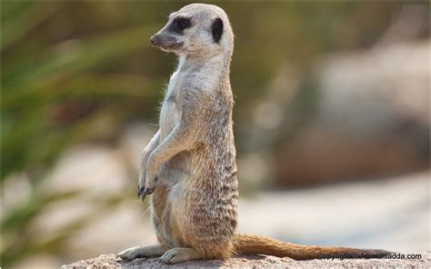 Meerkat - Interesting Facts, Pictures, Behavior, Diet, Appearance, Characteristics | Animals Adda