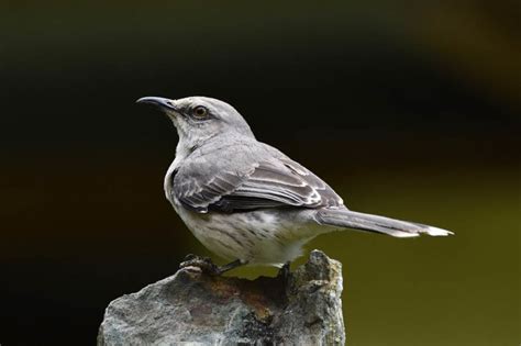 10 Interesting & Fun Mockingbird Facts You Never Knew - Optics Mag