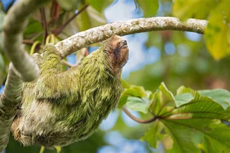 How Do Sloths Protect Themselves? (Claws And Camouflage!)