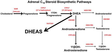 Adrenal androgens and androgen precursors-definition, synthesis, regulation and physiologic ...