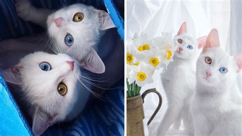 Meet The Gorgeous Twin Sisters Cats With Heterochromatic Eyes – Viral Cats Blog