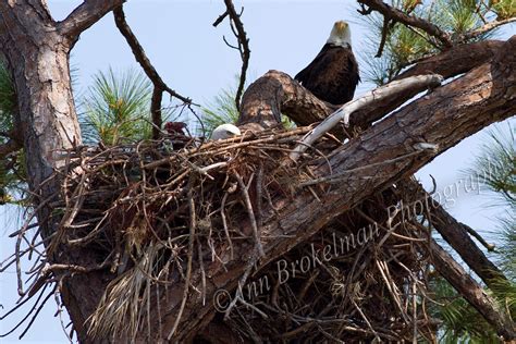 Ann Brokelman Photography: Bald Eagle Nest - Florida