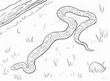 Eastern Diamondback Rattlesnake Coloring Page Pages sketch template