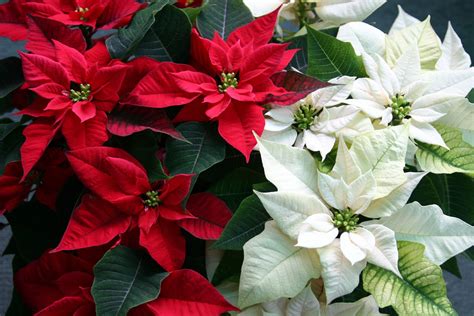 Poinsettias, a Christmas Tradition - New North Greenhouses