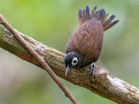 ML459989261 - Bare-eyed Antbird - Macaulay Library