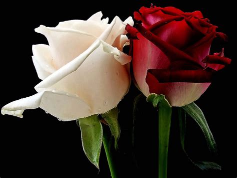 gaeroladid: White And Red Rose Images