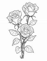 65 Beautiful Rose Coloring Pages For Kids And Adults  Our Mindful Life sketch template