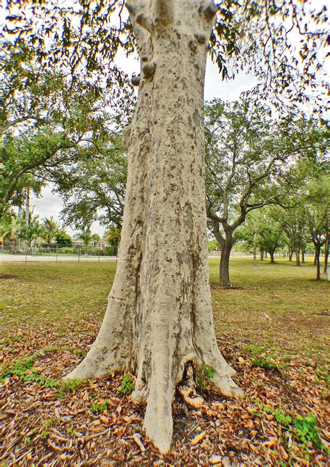 PlantFiles Pictures: Terminalia Species, Arjun Tree (Terminalia arjuna) by barrystock