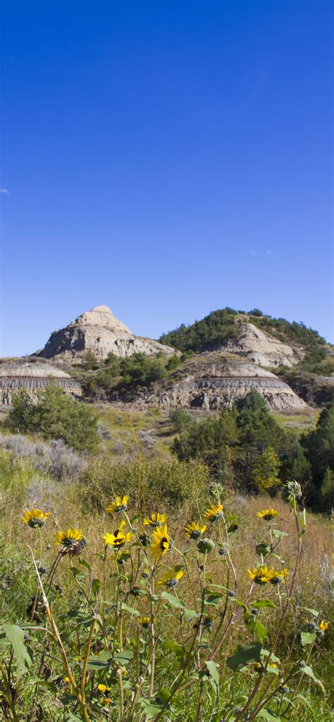 theodore roosevelt national park iPhone Wallpapers Free Download
