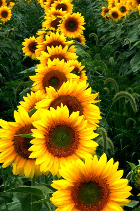 Sun flowers | Photo.net | Sunflower flower, Happy flowers, Sunflower ...