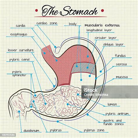 Anatomi Lambung Ilustrasi Stok - Unduh Gambar Sekarang - 2015, Bagan - Bantuan visual, Diagram ...