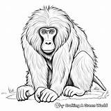 Baboon Coloring Pages  Free & Printable sketch template