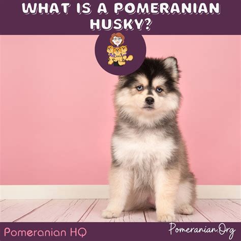 How Much Pomeranian Husky Cost