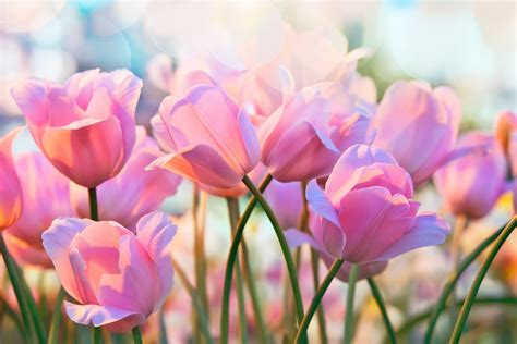 Image result for spring images | Spring blooms, Flowers, Spring flowers