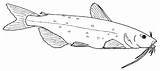 Blue Catfish Coloring Page Free Printable Pages Sketch sketch template