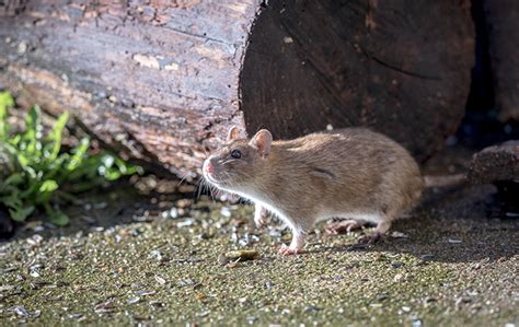 How To Identify Norway Rats | FAQS About Norway Rats