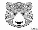 Bear Face Head Kids Coloring Easy Drawings Drawing Polar  sketch template