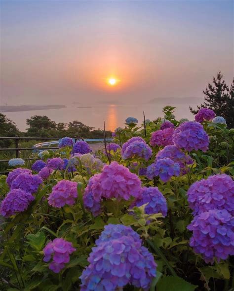 Purple hydrangea : r/BotanicalPorn