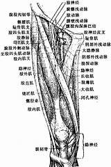 图480 大腿前内侧部浅层  人体解剖学 sketch template