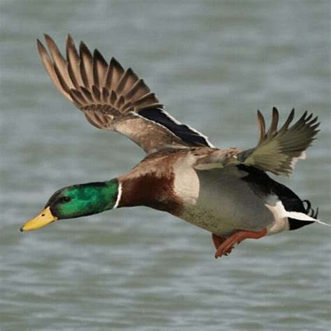 Wild Duck Hunting in Italy