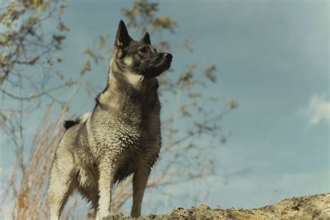 Norwegian Elkhound | A Loyal and Versatile Majestic Breed