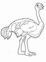 Ostrich coloring pages Download And Print sketch template