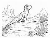 Free Printable Lizard Coloring Pages For Kids sketch template