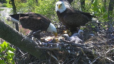 Bald Eagle Feeding It's Babies Big Fish (National Bird Nest) in 2020 | Bald eagle, Birds, Baby bird