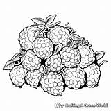 Raspberry Coloring Pages  Free & Printable sketch template